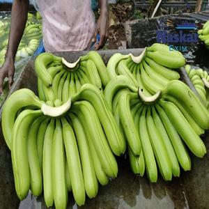 Plátano Cavendish Orgánico - Plátanos Verdes Frescos de Sabor Dulce y Suave, Tamaño Cuadrado, Origen Ecuador, 20 kg, Calidad de Exportación - Product Image 6