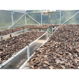Vietnam Dried Noni Fruit Export Manufacturer Offering Competitive Prices and Consistent Product Quality - Product Image 5