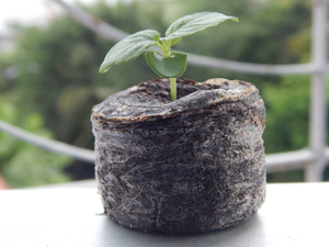 [BÉST SELLER] Bloque de Fibra de Coco Ecológico BLUE LOTUS FARM para Germinación de Semillas y Propagación de Raíces - Product Image 6