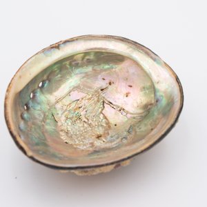 <b>Abalone</b> <b>shell</b> seashells for aquarium decor & jewelry crafts producer price natural sea <b>shells</b> - Product Image 5