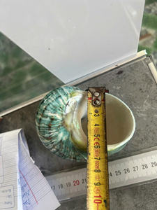 เปลือกหอยเทอร์โบสีเบิร์กที่สง่างามจากเวียดนาม-เปลือกหอยขัดธรรมชาติสำหรับงานฝีมือตกแต่งสไตล์สัตว์และโครงการศิลปะ - Product Image 3