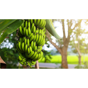 Bananes vertes Cavendish fraîches de la ferme, non mûres, pour la production de chips, la cuisine et les applications commerciales - Product Image 6