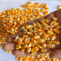 Ngô vàng khô không dính chất lượng cao dùng làm bột, chế biến đồ ăn vặt, giá xuất xưởng
