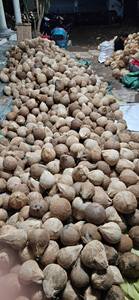 มะพร้าวแห้งทั้งเปลือกมะพร้าวมะพร้าว Seco pelado gedroogde gepelde kokosnoot สำหรับผู้ค้า (วา + 84914319488) - Product Image 3