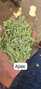 Extracto de hojas de Senna, Cassia angustifolia, extracto de Senna alejandrina, laxante Swarnapatri - Product Image 5