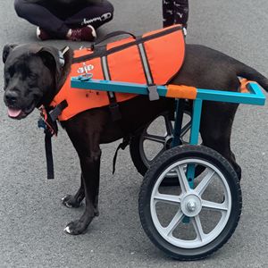 Set di 10 Ruote e Pneumatici in Plastica da 12 Pollici con Raggi, Ruote di Ricambio Universali per Tosaerba e Carrelli Fai-da-Te - Product Image 3