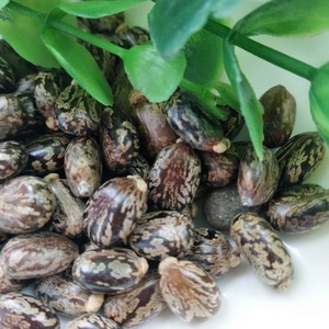 Semillas de ricino maduras y limpias, naturales, crudas, de calidad para suministro a granel, en sacos seguros para procesamiento en aceiteras. - Product Image 2