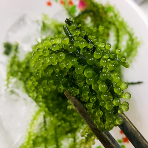 Uvas de Mar Orgánicas al por Mayor y Directamente del Fabricante - Product Image 5