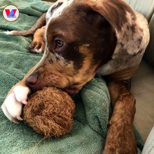 Juguete de Fibra de Coco Natural para Mascotas, Esfera de Cáscara Ecológica para Hámsteres, Conejos y Cobayas, Limpieza Dental y Juego - Product Image 1