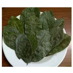 Materia Prima de Hoja de Guanábana Seca para Suministro a Granel - Product Image 2