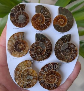 Cortizos de fósiles de ammonites - Cleoniceras - Colección de conchas - Colgante - Fern - Gabinete de curiosidades - Product Image 2