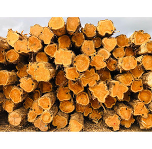 IROKOS <b>WOOD</b> PADOUK, SAWN TIMBER WENGE, DOUSSIE, SAPELLI, AZOBE, ZEBRANO ROUND <b>LOGS</b> AVAILABLE - Product Image 1