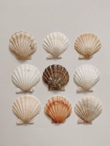 Conchas de almeja pulidas, blancas naturales, de Vietnam, para manualidades, decoración del hogar, fabricación de joyería, precio al por mayor. - Product Image 3