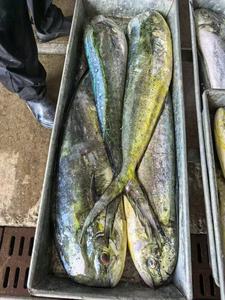 Nuovo Mahi Mahi Intero Congelato a Freddo, Specialità <span class=keywords><strong>di</strong></span> Pesce Cinese, 1-2kg Grado A, Congelato BQF - Product Image 6