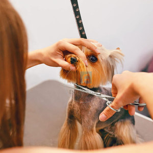 Ciseaux de toilettage pour animaux en acier inoxydable de haute qualité, à faible MOQ, en promotion – Durables et écologiques, service OEM disponible - Product Image 6