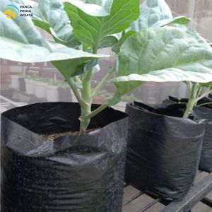 Sac de culture en polyéthylène noir de haute qualité 45x45cm, sac de plantation robuste pour pépinière, paquet de 1kg, 30 pièces pour l'agriculture, fournisseur OEM - Product Image 6