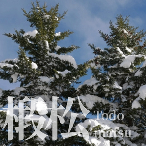 Aceite Esencial 100% Puro de Todomatsu (Todo Fir) Hecho en Japón por Wacca - Destilado al Vapor, Aromaterapia, Aroma Amaderado, Revitalizante y Fresco - Product Image 3