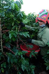 High Quality Sustainability Vietnamese Arabica <b>Roasted</b> Coffee Fully Washed Process Neutral Taste Packaged in <b>Bag</b> From Son La - Product Image 6