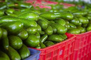 Trozos de Aguacate Congelados IQF de Primera Calidad, Calidad de Exportación, Vietnam - Product Image 3
