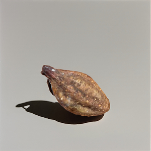 Producto agrícola Premium de Myrobalan-Fruta seca entera de Chebulic Myrobalan Hilly Region Western Maharashtra SPDK Agrosphere - Product Image 1