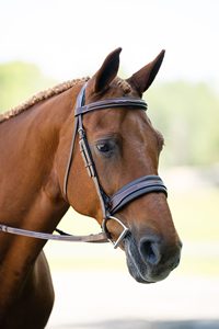 Brida de Cuero para Caballo al por Mayor con Riendas, Resistente, Duradera y Cómoda para Entrenamiento y Competición - Product Image 2