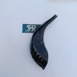 Shofar authentique en corne de bélier polie, artisanal, naturel, écologique, instrument spirituel pour la prière, les rituels et les rassemblements religieux - Product Image 3