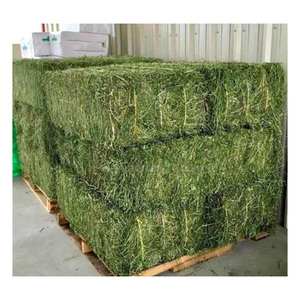 Heno de Alfalfa de Alta Calidad con Alto Contenido de Proteínas para Alimentación de Caballos, Ganado, Cerdos y Peces - Empaque a Granel - Product Image 2