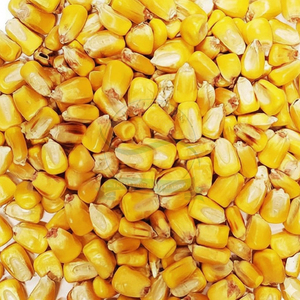 Service OEM Prêt à Expédier Maïs Jaune Premium Vente en Gros Qualité Alimentaire Meilleure Vente Approvisionnement en Gros - Product Image 1