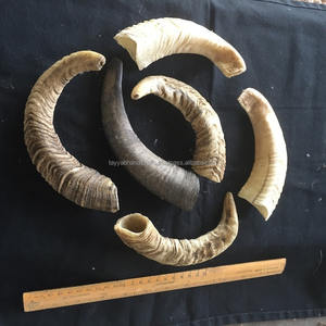 Cuerno de oveja natural y colección de cuerno de carnero real, cuernos de oveja mixtos para decoración artesanal de ágata India - Product Image 2