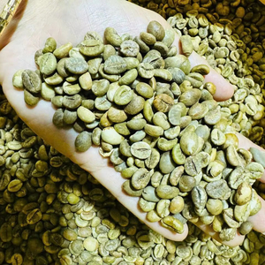 Venta al por Mayor de Granos de Café Verde Orgánico Arábica de Vietnam, Sin OMG, Grado A, a Granel para Tostar, Calidad Estable, Marca IIGLOBAL FARM - Product Image 3