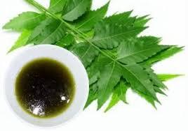 Aceite de Neem 100% Puro, Natural, Orgánico, Prensado en Frío, de Semillas, en Envase a Granel, Bidón Azul, para Agricultura, Protección de Plantas - Product Image 2