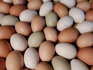 Huevos de gallina con cáscara marrón al por mayor - Product Image 3