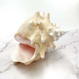 เปลือกหอยสีชมพูขนาดใหญ่ ของตกแต่งบ้านริมชายหาด ราคาแข่งขัน - Product Image 6