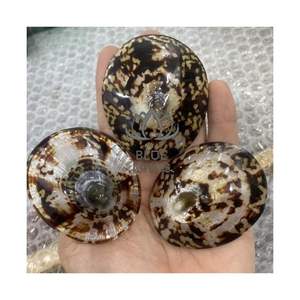 Conchas de Limpet Más Vendidas 2026 para Exhibición de Mariscos en Restaurantes, Conchas Marinas Puras, Limpias, Seguras, de Calidad Alimentaria, Adornos Marinos Pk - Product Image 1