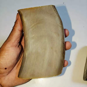 Puntas de Cuerno de Vaca Naturales de Color Blanco, de Alta Calidad, Ecológicas, Hechas a Mano, Estilo Moderno, Decoración para Bodas y Fiestas, Tamaño Personalizado - Product Image 3