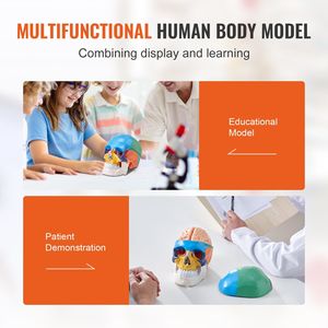 Modello di Cranio Anatomico Dipinto a Grandezza Naturale, 8 Parti Cerebrali, 3 Parti Cranio, Modello di Cranio Umano in PVC Smontabile per Scienza Medica - Product Image 6