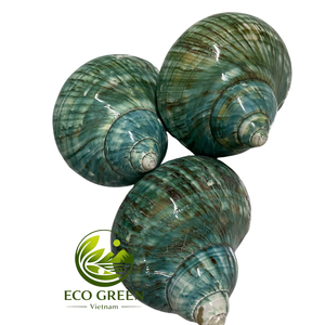 Coquilles turbo naturelles pour aquarium et crabes ermites, coquillages polis en vert, blanc, marron pour la décoration côtière et l'artisanat - Product Image 1
