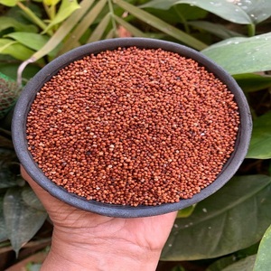 Graines de millet fraîches pour des boulles de petit-déjeuner nutritives, la pâtisserie et des plats traditionnels, avec une saveur naturelle, céréales propres - Product Image 3