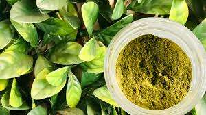 POLVO DE HOJA DE GRAVIOLA DE ALTA CALIDAD PURA, VERSÁTIL PARA BELLEZA, SUPLEMENTOS Y USOS CULINARIOS 2024 - Product Image 2