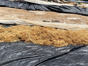 Vente en gros de mousse de mer séchée naturelle et d'algues déshydratées, eucheuma pour le carraghénane de 99 Gold Data Vietnam. - Product Image 2