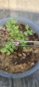 Spinelle rose naturelle facettée de forme ovale, provenant d'origine Mahenge - Product Image 5