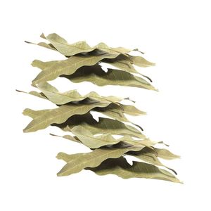 ใบมะม่วงอบแห้ง ชาใบมะม่วงธรรมชาติจากเวียดนาม ชาใบมะม่วงอบแห้งสำเร็จรูปขายดีจากเอเชีย ใบชาเขตร้อน - Product Image 4