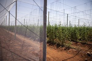 PP Grape Trellis Net Square <b>Plastic</b> Climbing Net Plant Support <b>Mesh</b> for Vineyard Agriculture - Product Image 5