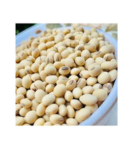 Soja de Primera Calidad, Limpia con Tecnología Sortex, 99% de Pureza, para Comercio Internacional de Productos Agrícolas - Product Image 5