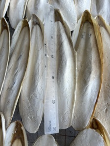 Hueso de Sepia Seco en Trozos de 4/5cm para Mascotas, Tortugas y Caracoles, Fortalecedor Natural de Calcio, Exportador de Vietnam - Product Image 4