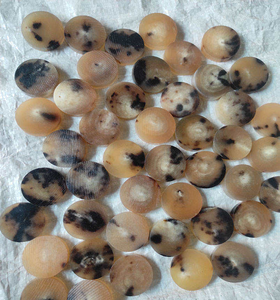 Botones de Cuerno de Búfalo/Vaca 100% Naturales de Primera Calidad, Color Natural, 5mm-5.50mm, Ecológicos, Hechos a Mano - Product Image 6