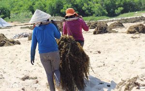 Algues sargasses séchées de haute qualité pour l'alimentation animale-Poudre de sargasses en gros du Vietnam/Mme Lima - Product Image 5