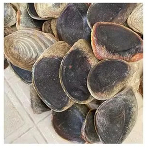Conchas de Operculum de la Mejor Calidad para Comercio Mayorista Internacional, Artesanías Naturales y Decoración del Hogar - Product Image 2