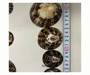 เปลือก Cellana Limpet ขัดเงาหลากหลายขนาด - Product Image 4