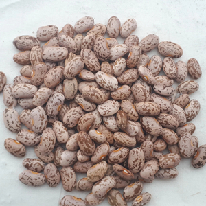 100% Hot Pinto Sugar <b>Beans</b> Price For Sale - Product Image 1
